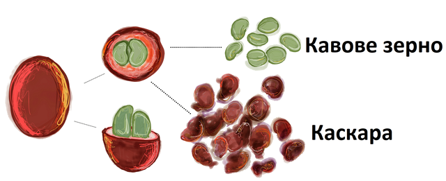 Как приготовить каскару? Как приготовить каскару?