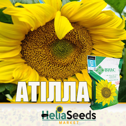 Соняшник АТІЛЛА / насіння соняшник, фото 1