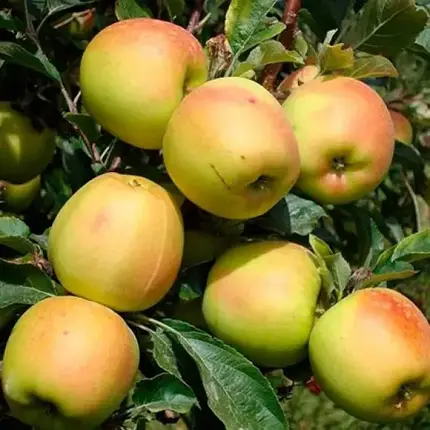 Яблуня Скіфське золото - осінній сорт, фото 1