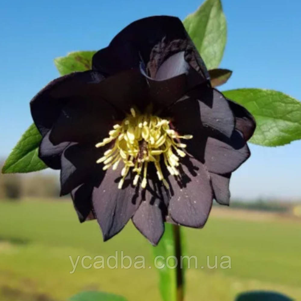 Морозник східний Дабл Блек (горщик 1л), фото 1