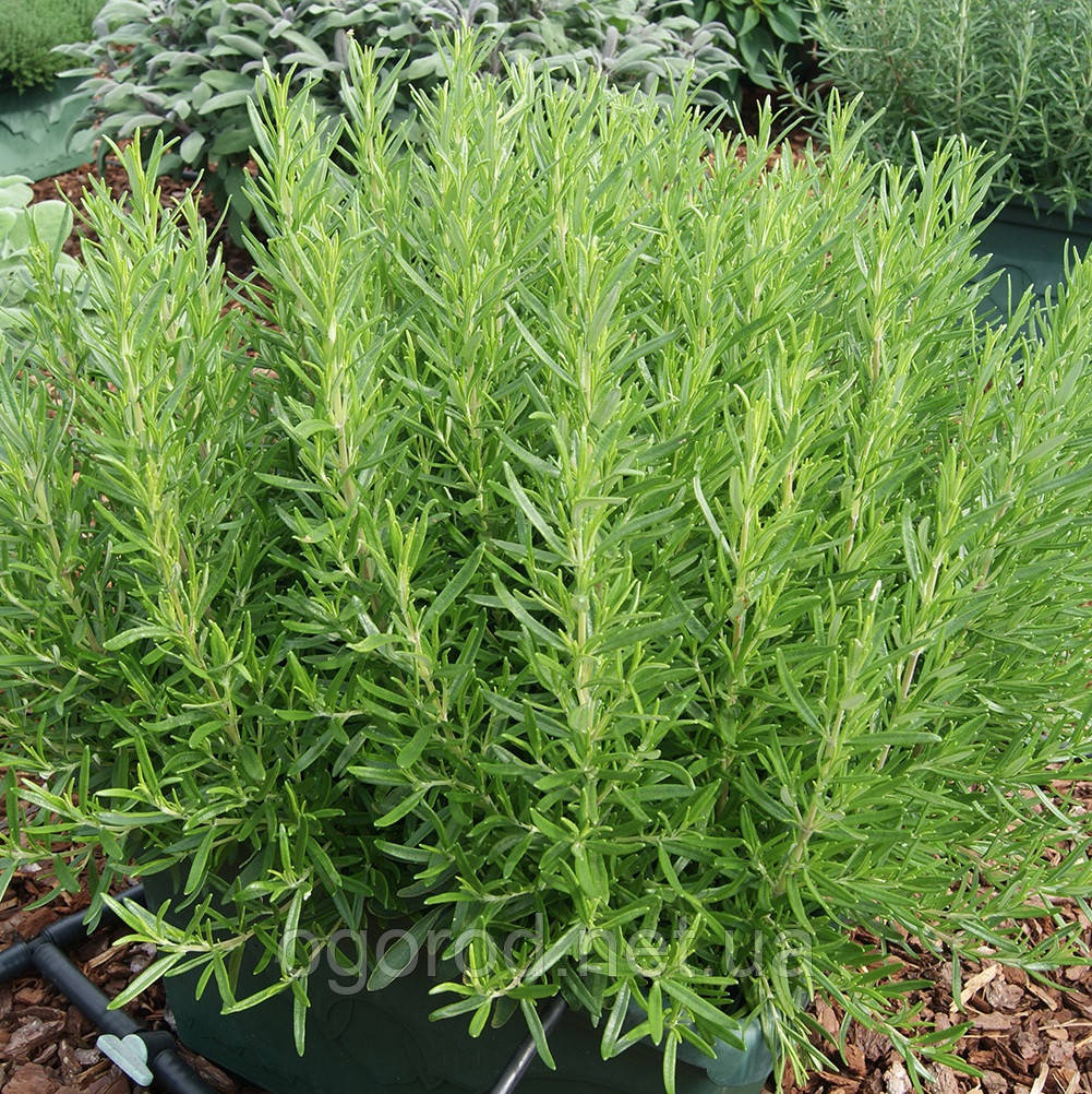 Розмарин Rosy Pro 10 шт HemGenetics Голландія