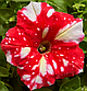 Петунія Дот Стар F1 Ред, червона з плямами, 50 шт (Leda Agro), фото 2