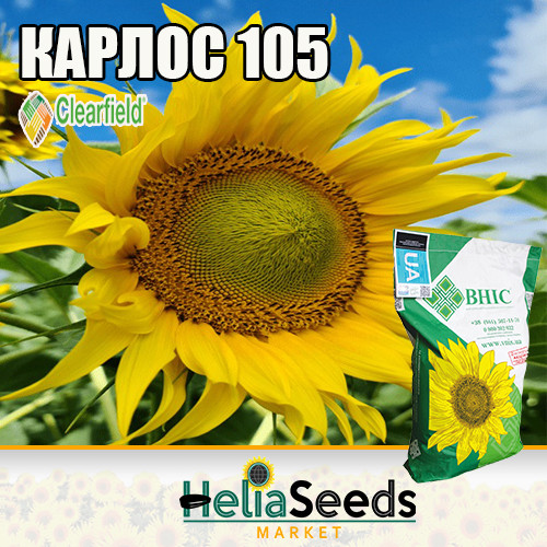 Соняшник гібрид КАРЛОС 105 (під Евро-Лайтнінг) соняшник посівний насіння, фото 1