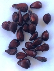 Айва японська. Хеномеліс. Насіння. Ціна за порцію 25 штук., фото 1