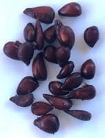 Айва японська. Хеномеліс. Насіння. Ціна за порцію 25 штук.