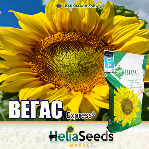 Насіння соняшнику ВЕГАС (A-G+ під Гранстар) насіння соняшнику СТАНДАРТ, фото 1