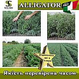 Насіння кропу Алігатор / Alligator (темно-сизий, жаростійкий) ТМ Solare Sementi (Італія), фото 6