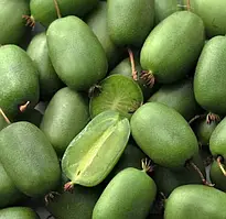 Саджанці актинідії самоплідної "Ісаї" Р9