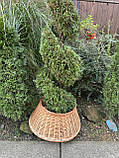 Підставка під ялинку з лози -75см, фото 5