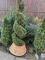 Підставка під ялинку з лози -75см