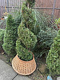 Підставка під ялинку з лози -75см, фото 7