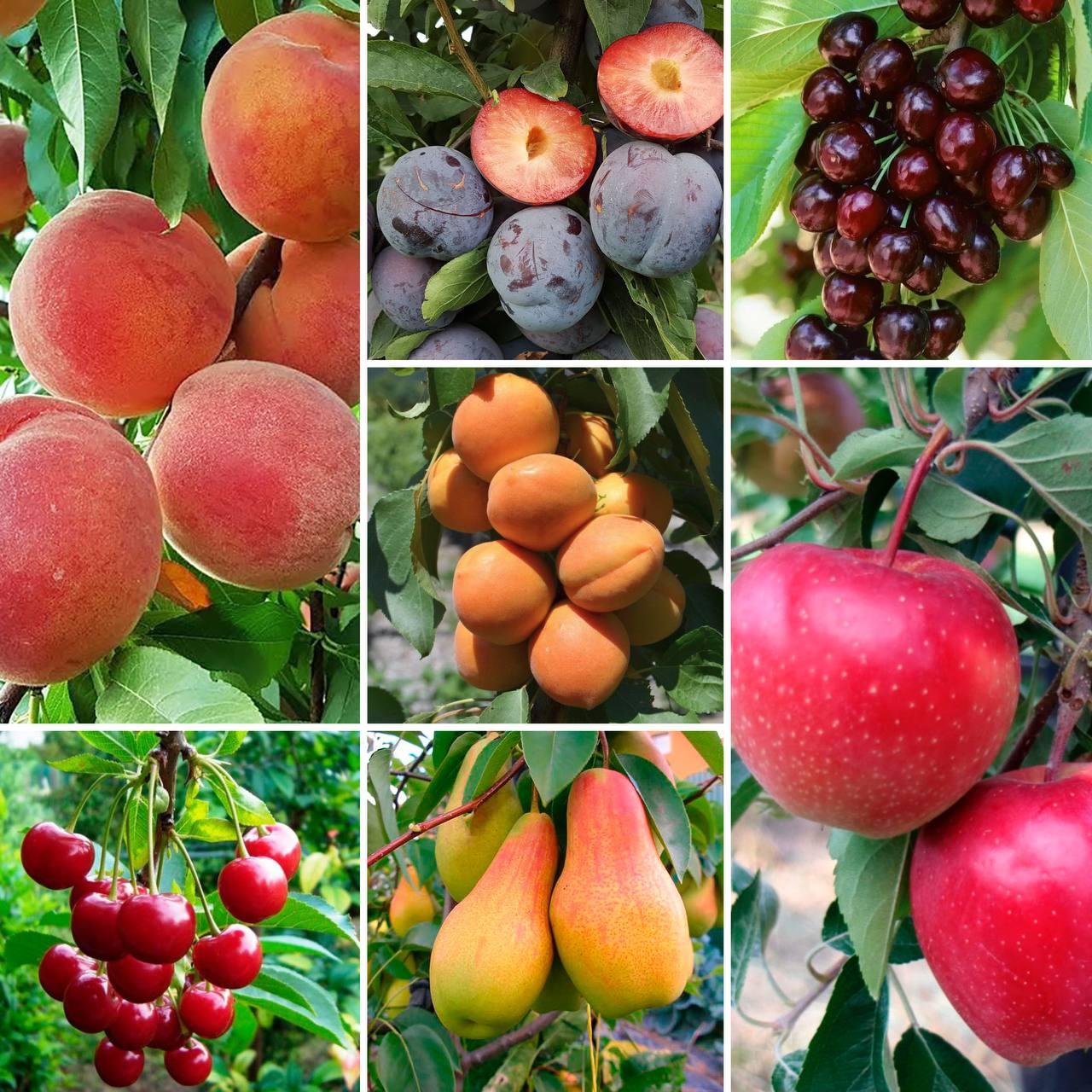Набір з 7 плодових саджанців
