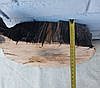 Дубовий зріз дерева, сухий, не оброблений, d 340х410мм., фото 6