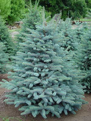 Ялина блакитна колюча Glauca 4 річна, Ель колючая голубая Глаука, Picea pungens Glauca