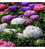 Айстра китайська Аполлонія суміш 0.3г / W/Legutko, фото 2