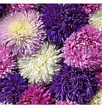 Айстра китайська Аполлонія суміш 0.3г / W/Legutko, фото 3