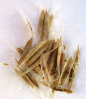 Катальпа бігнонієподібна. Насіння. Ціна за 25 штук.