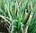 ФУНГІЦИД МАКСИМ 025 FS Т.К.С. SYNGENTA 10 МЛ, фото 7