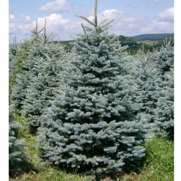 Ялина блакитна Kaibab 4 річна, Ялина колюча голуба Кейбаб, Picea Pungens Glauca Kaibab