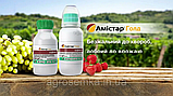 Фунгіцид Амістар Голд 40мл. Syngenta, фото 3
