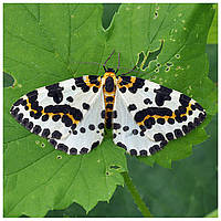 Агрусовий п'ядун — шкідник плодово-ягідних культур