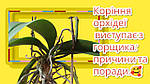 Коріння орхідеї виступає з горщика: причини та поради.🥰