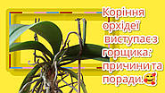 Коріння орхідеї виступає з горщика: причини та поради.🥰