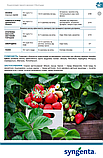 Фунгіцид Світч 100г., Syngenta, фото 2
