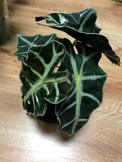 ぬいぐるみ NAUGHTY PLANTS Alocasia Polly Labubu THE MONSTERS NAUGHTY PLANTS Vinyl Face Series