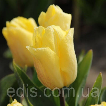 Тюльпан простий ранній Sunny Prince (Санні Принц) 3 цибулинки