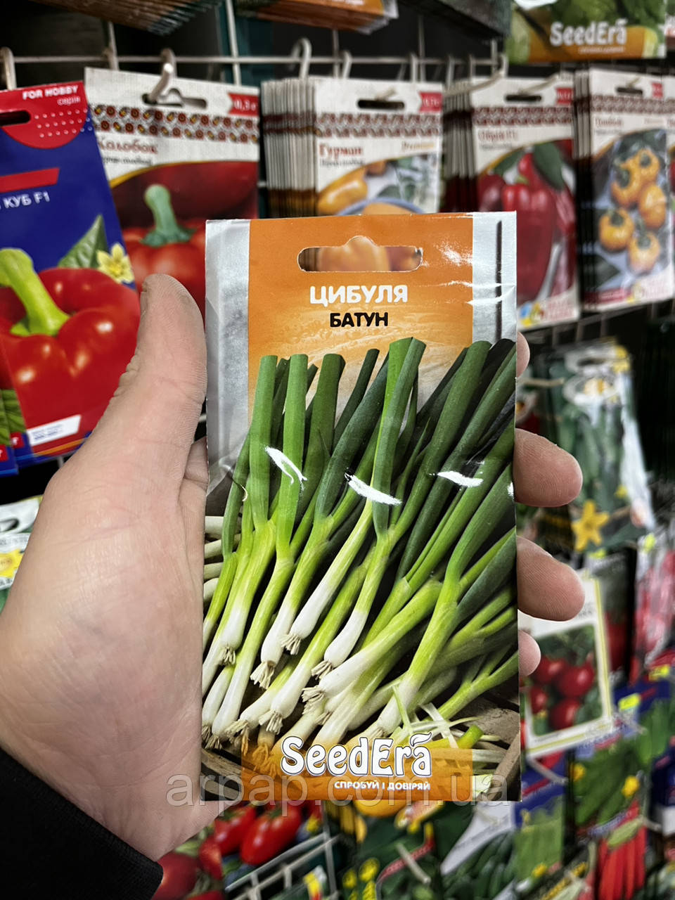 Цибуля Батун насіння (Seedera), фото 1