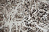 Сучасний   килим MONTANA 08687C ECRU-VISON, фото 5