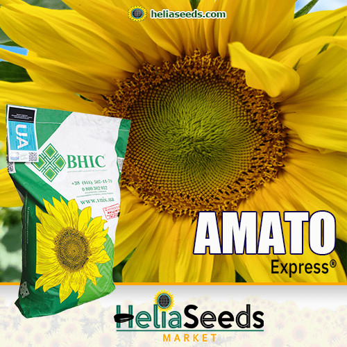 Соняшник гібрид АМАТО (під Гранстар) / посівний соняшник, фото 1