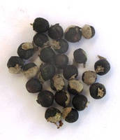 Вітекс священний. Насіння. Ціна 25 грн за 25 штук.