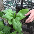 Шпинат Зимовий гігант (ранньостиглий) 2 г, фото 3