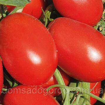 Томат Еванс INX 36-2019 F1 Іннова Сідс | Innova Seeds 1000 шт