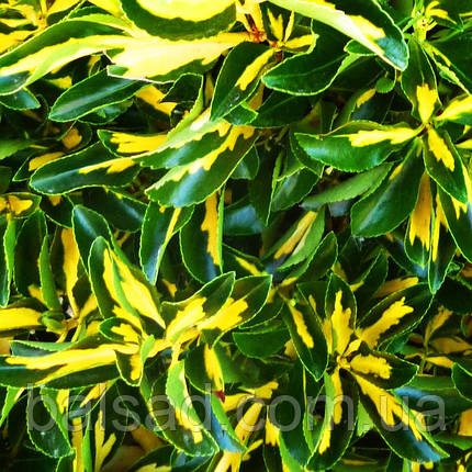 Бересклет на штамбі Санспот / C7,5 / h 115-130 / Euonymus Sunspot, фото 1
