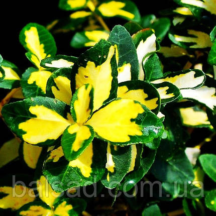 Бересклет на штамбі Санспот / C7,5 / h 115-130 / Euonymus Sunspot, фото 3