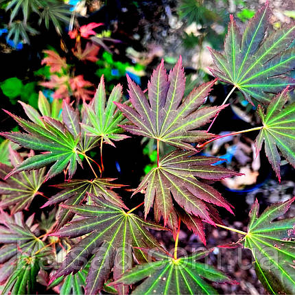 Клен ширасави Джохін / С5 / h 60-80 / Acer shirasawanum Johin, фото 1