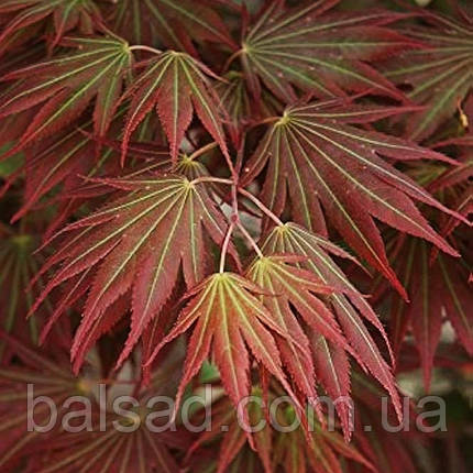 Клен ширасави Джохін / С5 / h 60-80 / Acer shirasawanum Johin, фото 3