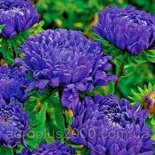 Насіння Астра піоноподібна Дюшес Темно-синя 0,2 грама Hem Zaden