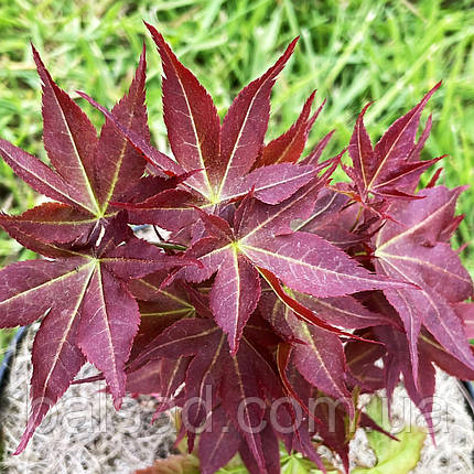 Клен японський Бені Гоші / С5 / h 50-70 / Acer palmatum Beni Goshi, фото 1
