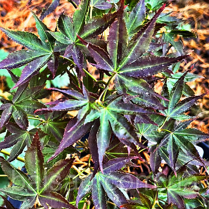 Клен японський Бені Гоші / С5 / h 50-70 / Acer palmatum Beni Goshi, фото 3