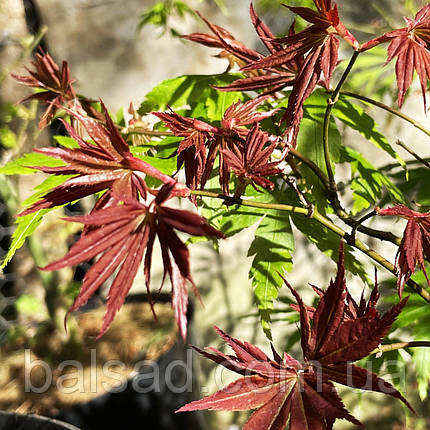 Клен японський Бені Гоші / С5 / h 50-70 / Acer palmatum Beni Goshi, фото 4