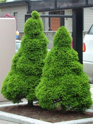 Ялина канадська Conica 2 річна, Ель канадская Коника, Picea glauca Conica