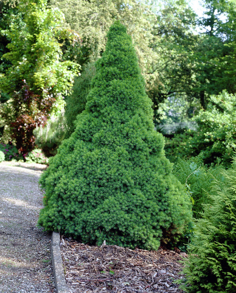 Ялина канадська Conica 6 річна 60-70см, Ель канадская Коника, Picea glauca Conica - фото 3 - id-p502898445