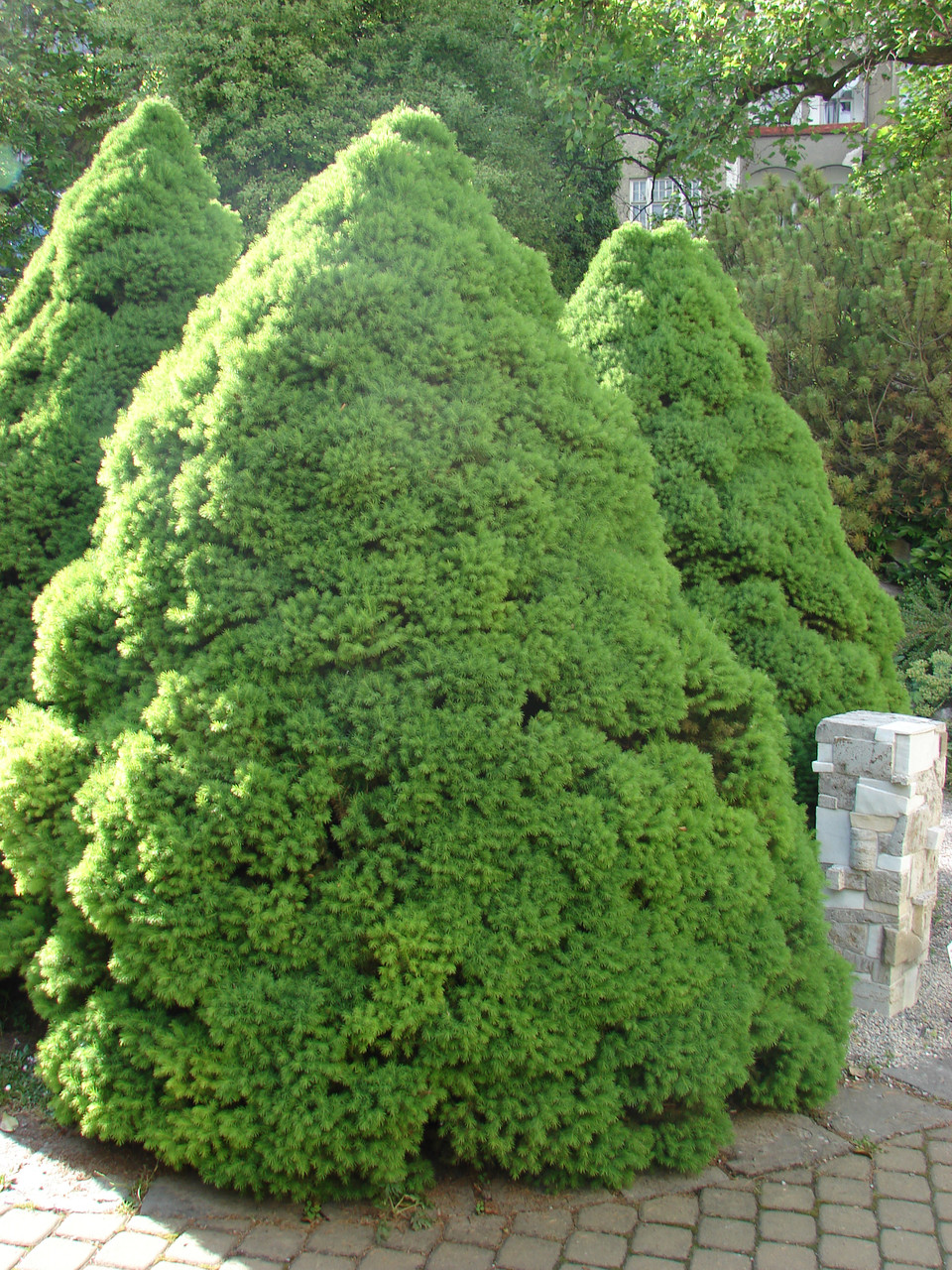 Ялина канадська Conica 6 річна 60-70см, Ялина канадська Коніка, Picea glauca Conica - фото 4 - id-p502898445