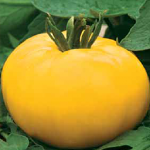 

Томат "Гигант лимонный", 0,2 г