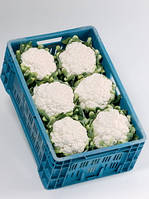 Насіння цвітної капусти Фарго F1/Fargo F1(2500 сем.), Bejo, Нідерланди