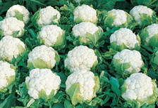 Насіння цвітної капусти Скайвокера F1/Skywalker F1(2500), Bejo, Нідерланди